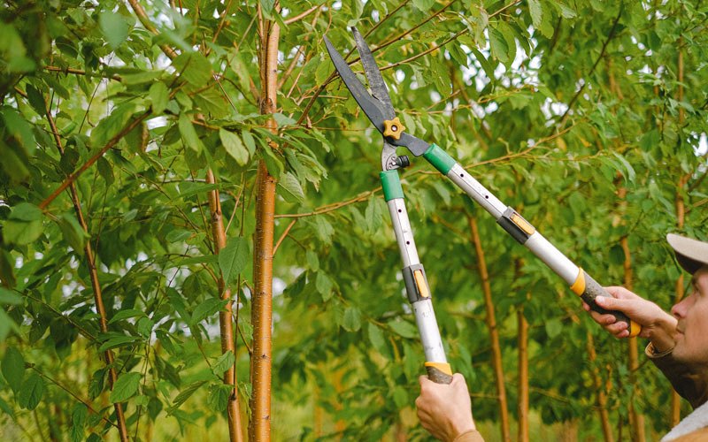 Tree trimming in Milton, IA