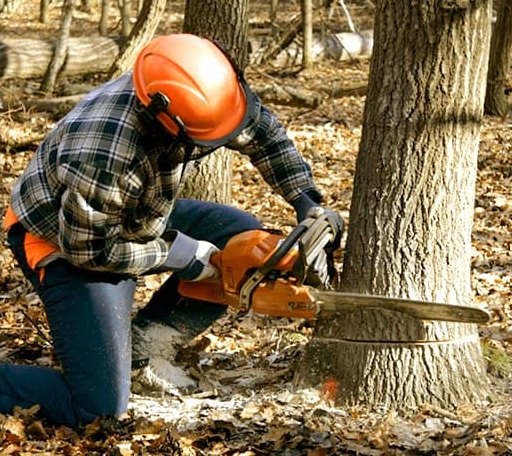 Tree Removal in Milton, IA